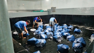 Hình ảnh nhập giống Tôm Bố Mẹ